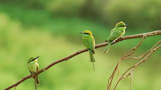 SONIDO DE PAJARITOS CANTANDO CANTO DE LAS AVES  BIRDS SINGING  2 HORAS   HD [upl. by Inan221]