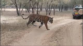 Ranthambhore Tiger 2 [upl. by Hgalehs873]