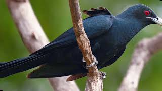 Koyal Bird Sound  Cuckoo Bird Sound [upl. by Enymzaj767]