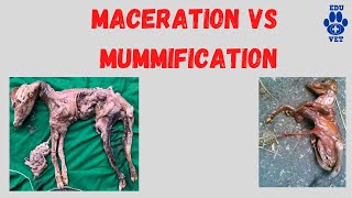 Mummification VS MacerationVeterinary Gynaecology [upl. by Willin]