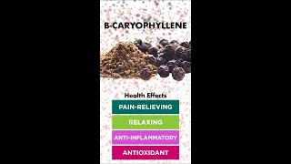 BCaryophyllene [upl. by Catriona962]