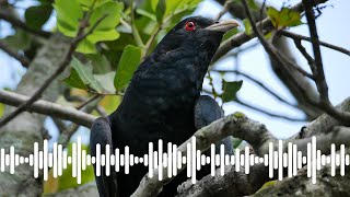 quotStorm birdquot Eastern Koel Call  Australian Bird Sounds amp Songs [upl. by Kerk764]