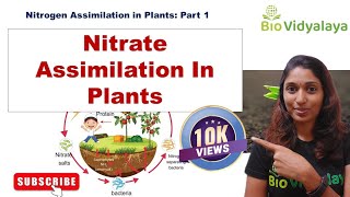 Nitrogen Metabolism  Nitrate Assimilation in Plants  Plant Physiology  CSIR NET  GATE [upl. by Hadihsar994]