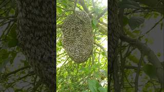 Small beehive beehive nature shortvideo youtubeshorts [upl. by Fonz]