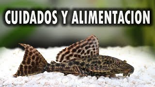 PLECOSTOMUS  CUIDADOS Y ALIMENTACION DEL PLECOSTOMUS  AcuariosLP [upl. by Aninep]