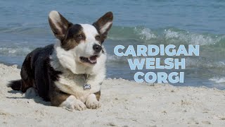 Cardigan Welsh Corgi Facts and Information [upl. by Laekim289]