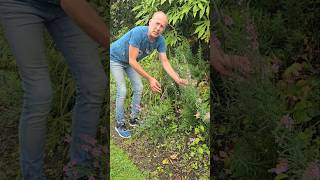 Purple Toadflax linaria purpurea gardening permaculture explore adventure ideas motivation [upl. by Anayet]