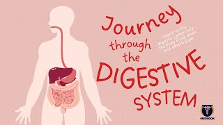 How Digestive System Works [upl. by Svensen]