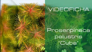 Proserpinaca palustris Cuba  Videoficha  Un toque diferente con sus hojas aserradas  PezVerde [upl. by Imogene]