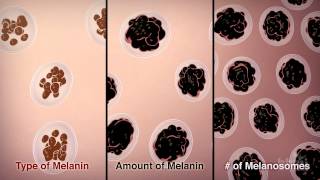 How We Get Our Skin Color  HHMI BioInteractive Video [upl. by Dunning458]