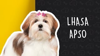 Tudo sobre o LHASA APSO Dogueiros Lhasa LhasaApso [upl. by Netnerb]