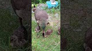 beautiful 🦚peahen babies birdslover [upl. by Ahtiuqal808]