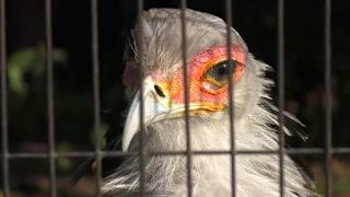 ヘビクイワシ 上野動物園 2018年5月5日 [upl. by Yole]