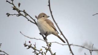 ISABELLINE SHRIKE lanius isabellinus Beeston Common Norfolk [upl. by Naniac239]