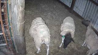 New 🎥 on sheep texas ranch babyanimals farming family djcrash1104 [upl. by Koss]