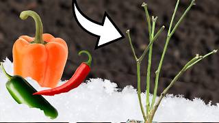 OverWinter Your Pepper Plants In Any Climate [upl. by Bilek]