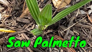 Virginia Saw Palmetto Serenoa repens [upl. by Dotty]