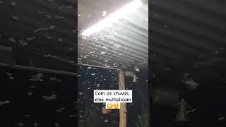 Alguém sabe de alguma dica para afastar esses mosquitos  🤔😳😏 vivernaroça [upl. by Anirbys]