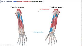Músculos del antebrazo PARTE 2 [upl. by Eelhsa]