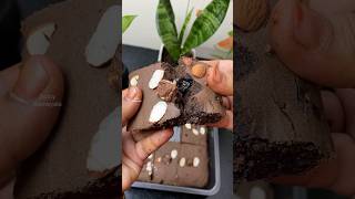 ராகி ப்ரௌனி🍪🍪🍰🎂😋👌 Ragi Brownie recipe 😋👌shorts ragi brownie [upl. by Rezzani]