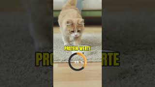 Proteingehalt im Katzenfutter Die reinste Verar 🐈 [upl. by Ednutabab598]