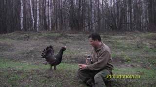 Храбрый глухарь 3 Brave capercaillie 3 [upl. by Enilehcim]