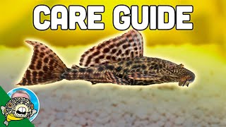 Pleco Fish Care  Plecostomus  Aquarium CoOp [upl. by Annaoj]