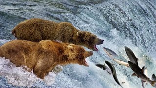 Beauty Nature amp Wild  Bear catching salmon in waterfall  Wild Animals 2018 [upl. by Edea295]