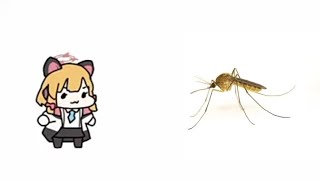 Hace rato me pico un mosquito  Saiba momoi IA [upl. by Nnylhsa428]