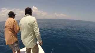 Sailfish tail walking past the boat [upl. by Nnayrrehs]