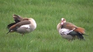 NijlganzenEgyptische Ganzen gespot in een weiland aan de Moergestelseweg in Oisterwijk [upl. by Donalt]