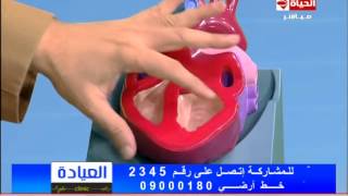 برنامج العيادة  د جمال شعبان  ما هو الشريان التاجي ووظيفته  The Clinic [upl. by Einial]