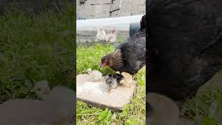 Con este alimento tus gallinas jamas dejaran de poner huevos 🥰 [upl. by Ahsal289]