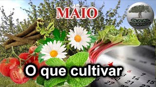 Saiba o que cultivar na sua horta em MAIO [upl. by Loris]