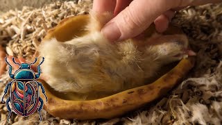 Flesheating Beetles Clean a Chick To The Bone 4k Timelapse [upl. by Pepita956]