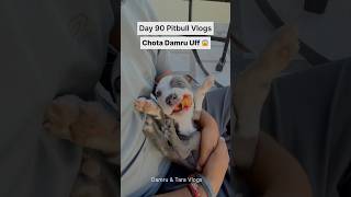 Pitbulldog amp Puppies Daily Vlogs 🐶 shortsfeed dog puppy [upl. by Havens]