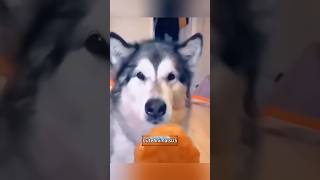 Huskys confusing behaviordogs husky funny funnyvideo dog cute animals pets [upl. by Ycrad]