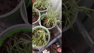 ROSEMARY PLANT CARE IS SO CHALLENGING 😰 GROWINGROSEMARYPLANTS JENITASBFWELLWISHESGARDENING [upl. by Amikahs]