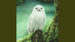 Whiite Owl [upl. by Yereffej610]