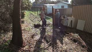 Installing new colorbond fence [upl. by Ellirehs]