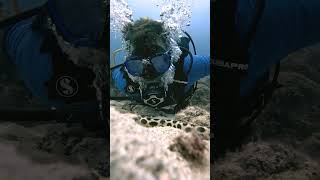 Up close with a Snake eel poisonousanimals viral underwater diving adventure popular wow [upl. by Valida559]