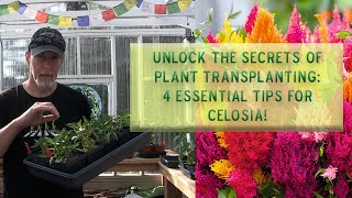 Unlock the Secrets of Plant Transplanting 4 Essential Tips for Celosia [upl. by Eecal]