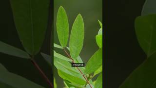 Photosynthesis science definition biology shortsvideo short [upl. by Anuahsed]