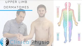 Upper Limb Dermatomes  Clinical Physio [upl. by Nonnah]