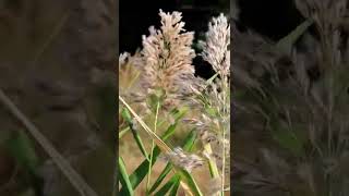 Phragmites australis ll common reed ll identification ll scientific name ll common name [upl. by Septima539]