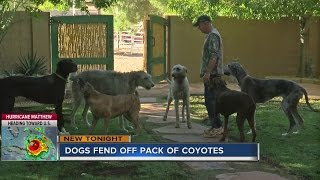 Man and dogs honored for fighting off coyotes [upl. by Ettenor]