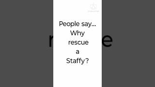 Why rescue a StaffyPitbull [upl. by Ymeraj686]