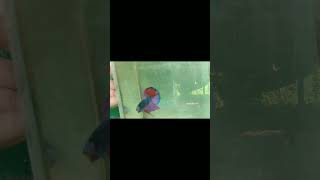 FLARING BETTA FISH [upl. by Leland]