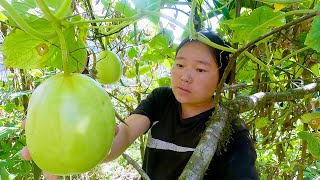 village organic cucumber  surya laxmi village video  surya laxmi vlogs suryalaxmivlogs [upl. by Hach]