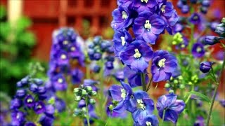 How to Cut Delphinium Back for a Second Flowering [upl. by Lenoel]